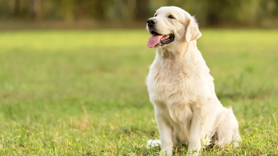Retriever (Golden)